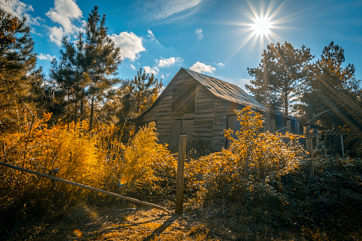Abandoned barn in an overgrown field filled with golden rod backlit by the late afternoon sun in early autumn.