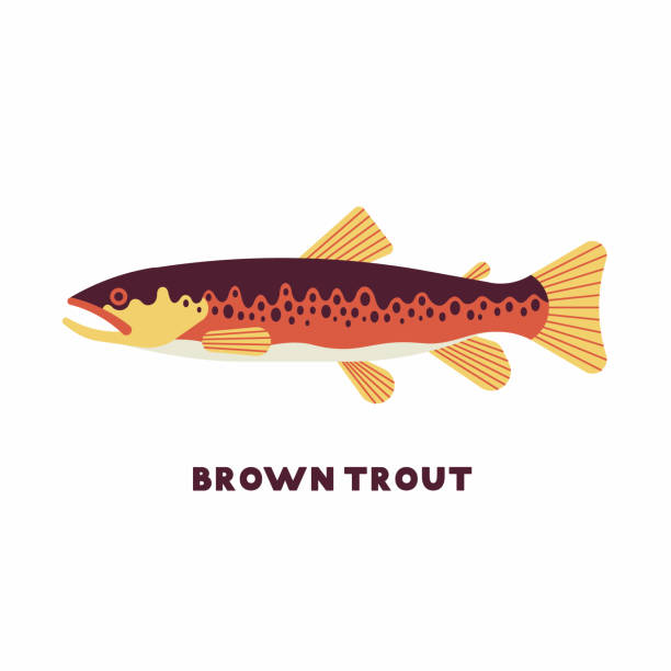 ilustrações de stock, clip art, desenhos animados e ícones de vector illustration of brown trout (salmo trutta) freshwater fish. white background. - brown trout