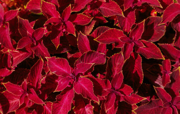 istock Decorative lawn leaves, Creative layout made of red foliage, abstract nature background 1285627721