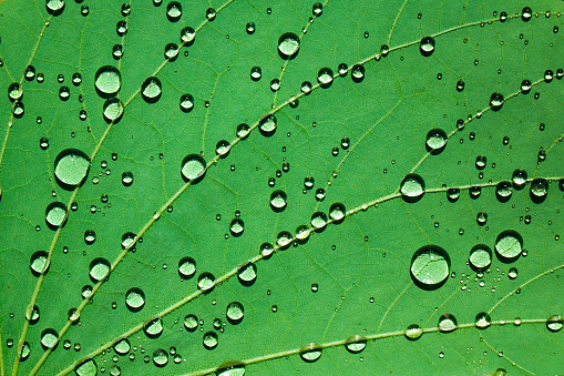 water drops on green leaf.