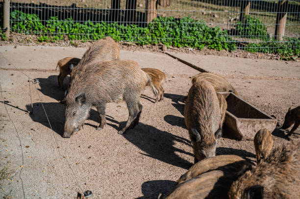 istock A group of wild boars in a farmland 1285631380