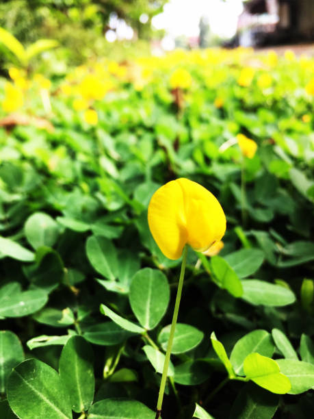 istock Yellow cherish flower 1285631526