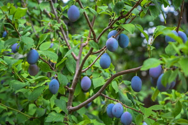 istock A closeup shot of plum tree branches 1285631618