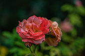 ein-selektiver-fokusschuss-aus-rosa-rose-im-garten.jpg?b=1&s=170x170&k=20&c=UKgfzyrXsMj29ZexUI-W2tEy_mbM1LOTzw9HwUjhCIY=