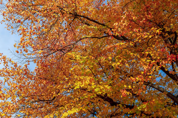 istock Beautiful autumn tree with orange and red colored leaves on a sunny day. 1285632394