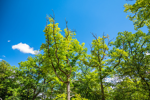 The beautiful tall trees gleaming under the blue sky in the park - great for wallpapers
