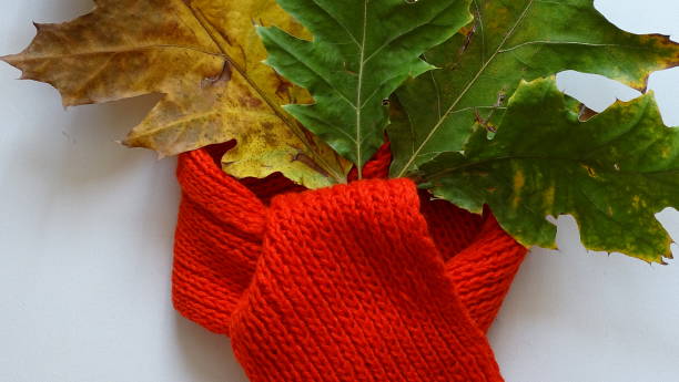 istock Red knitted scarf braids autumn leaves on a white background. 1285633447