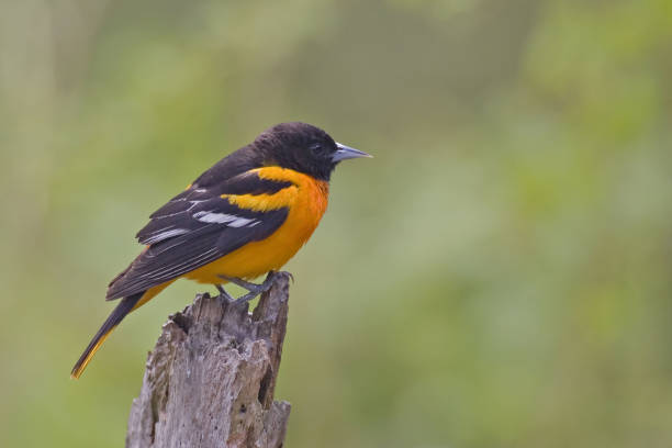istock Male Baltimore Oriole, Icterus galbula, perched on branch 1285634778