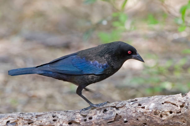 cowbird bronzato maschio, molothrus eneo, vista laterale - cowbird foto e immagini stock