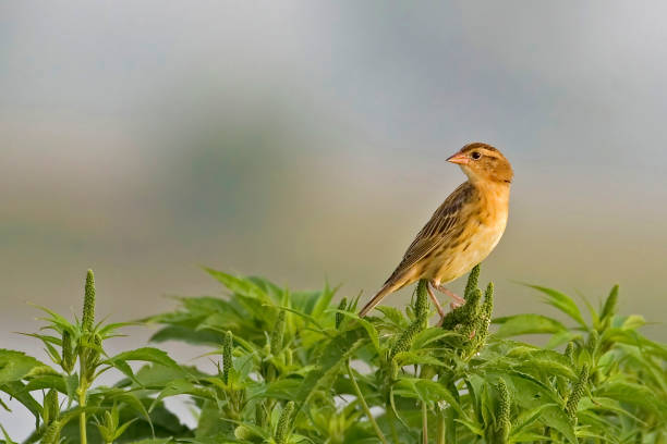 A Female Bobolink, Dolichonyx oryzivorus, on plant A Female Bobolink, Dolichonyx oryzivorus, on plant bobolink stock pictures, royalty-free photos & images