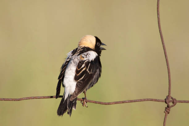 Male Bobolink, Dolichonyx oryzivorus, on a fence A Male Bobolink, Dolichonyx oryzivorus, on a fence bobolink stock pictures, royalty-free photos & images