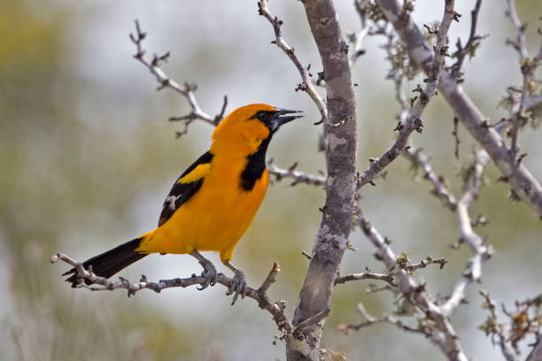 istock Male Altamira Oriole, Icterus gularis 1285634863