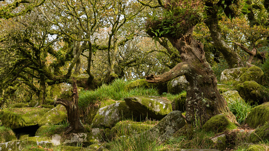 Two trees that look like a father and son playing catch. The trees are covered in ferns and lichen and are surrounded by mossy boulders and more gnarled oaks.