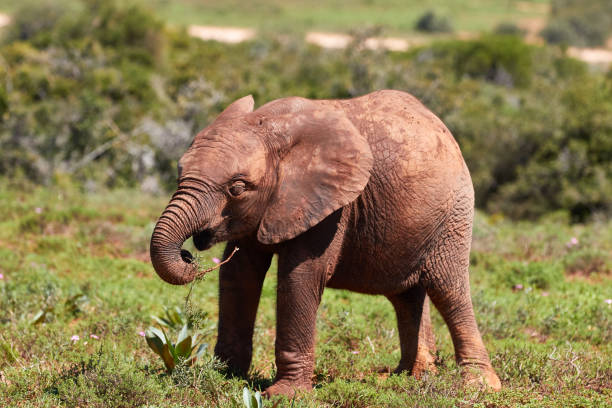 istock Baby African elephant in Addo 1285635027