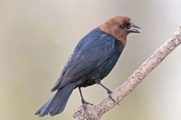 A Male Brown-headed Cowbird, Molothrus ater, eating