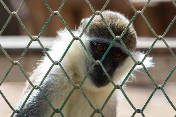The sad monkey in the cage on Zoo