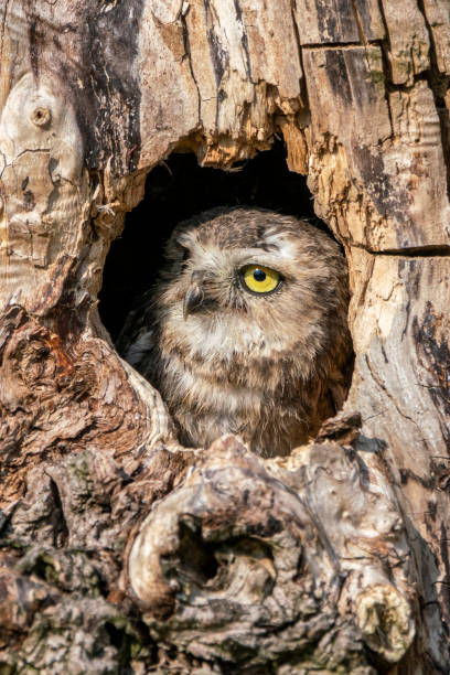 istock Closeup of a Juvenile Burrowing owl (Athene cunicularia) in a hollow tree. 1285639737