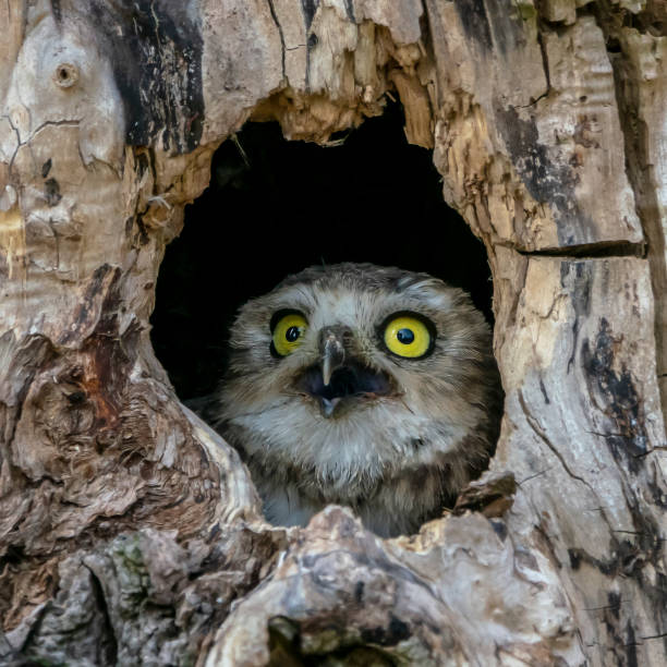Closeup of a Juvenile Burrowing owl (Athene cunicularia) in a hollow tree. Closeup of a Juvenile Burrowing owl (Athene cunicularia) in a hollow tree. Noord Brabant in the Netherlands. animal den photos stock pictures, royalty-free photos & images
