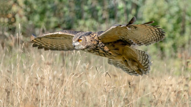 istock Eurasian Eagle owl (Bubo bubo) flying low above the grass. 1285639780