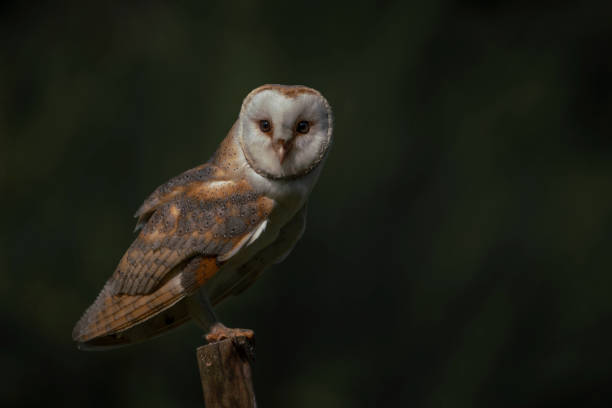 istock Barn owl (Tyto alba) sitting on a branch. 1285639786