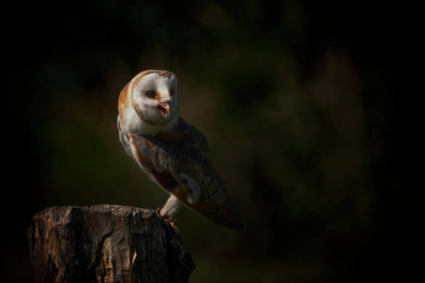 istock Barn owl (Tyto alba) sitting on a branch. 1285639793