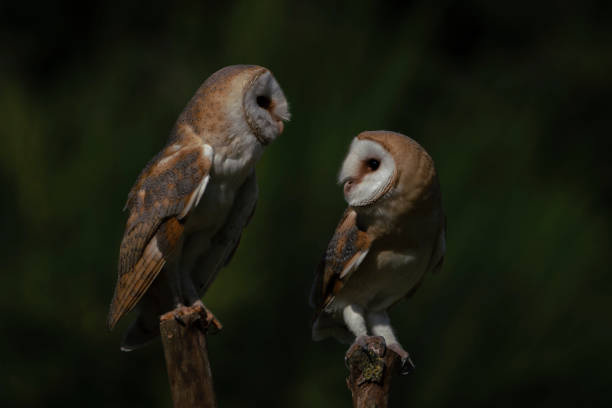 istock Two Barn owls (Tyto alba) sitting on a branch. 1285639820