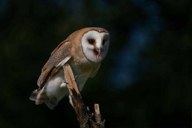 istock Barn owl (Tyto alba) sitting on a branch. 1285639861