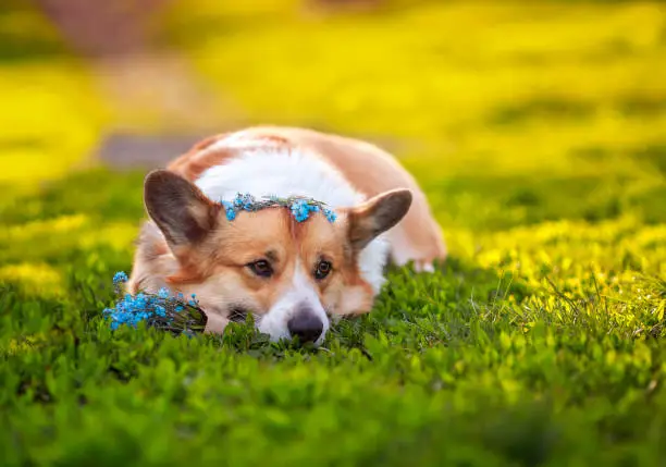 Photo of cute sad dog Corgi lies in the green grass with a bouquet of blue flowers forget me nots on a Sunny summer day