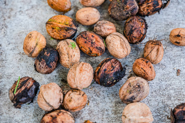 istock A top view closeup of fresh whole walnuts on the ground 1285641083
