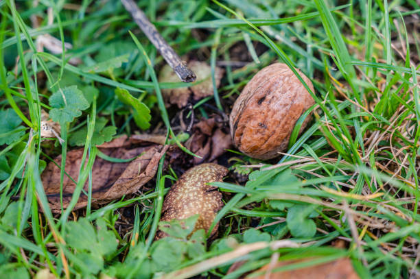 istock A closeup of a fresh whole walnut fallen on the grass 1285641169