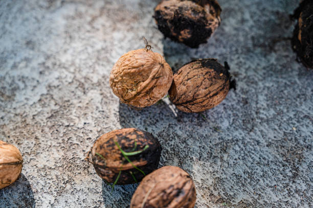 istock A top view closeup of fresh whole walnuts on the ground 1285641267