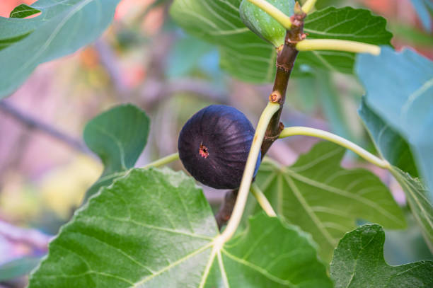 istock A selective focus closeup of the fruits from a fig tree 1285641810