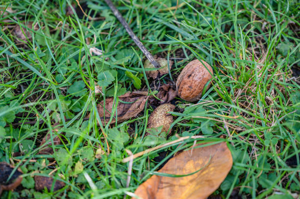 istock A closeup of a fresh whole walnut fallen on the grass 1285641901