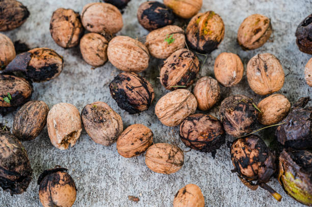 istock A top view closeup of fresh whole walnuts on the ground 1285641903