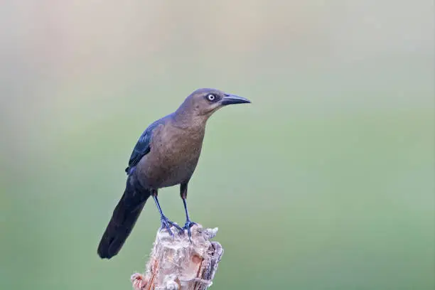Photo of Female Great-tailed Grackle, Quiscalus mexicanus, on perch