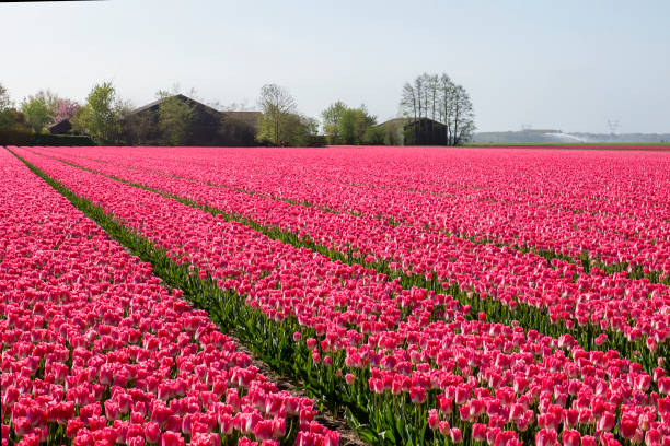 istock a colorful bed of pink Dutch tulips. 1285642265
