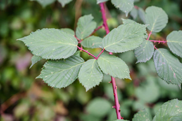 istock Selective focus shot of a plant green leaves 1285643519