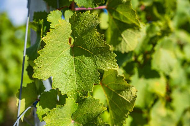 istock A closeup shot of grape leaves growing in the vineyard 1285643644