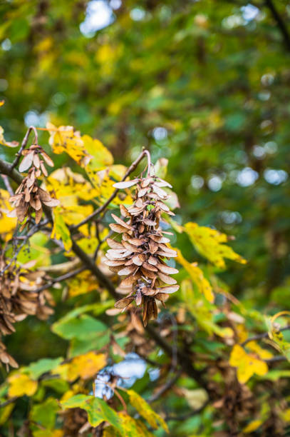 istock A selective focus shot of plants leaves on an autumn day 1285643677