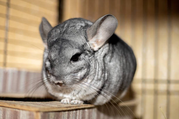 istock big fluffy gray chinchilla close up portrait 1285643752