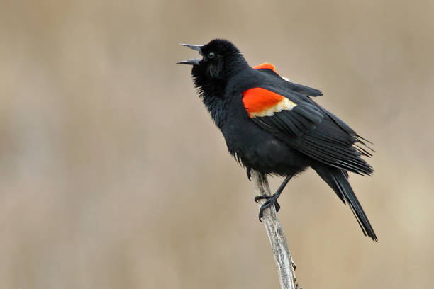 istock Displaying male Red Winged Blackbird, Agelaius phoeniceus 1285644535