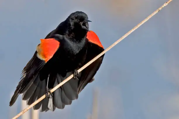 Photo of Red Winged Blackbird, Agelaius phoeniceus, displaying male
