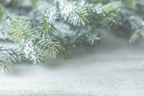 istock Christmas fir tree branches on blurred white and gray background. Christmas and Winter concept. 1285644886