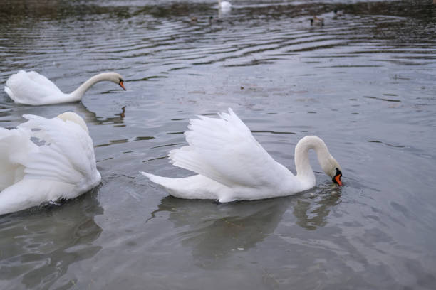 white swans in their natural habitat graceful birds on the lake \
