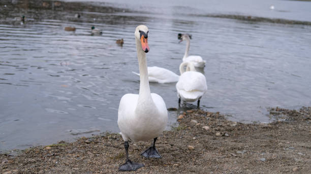 istock white swans in their natural habitat 1285645261