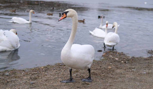 istock white swans in their natural habitat 1285645279