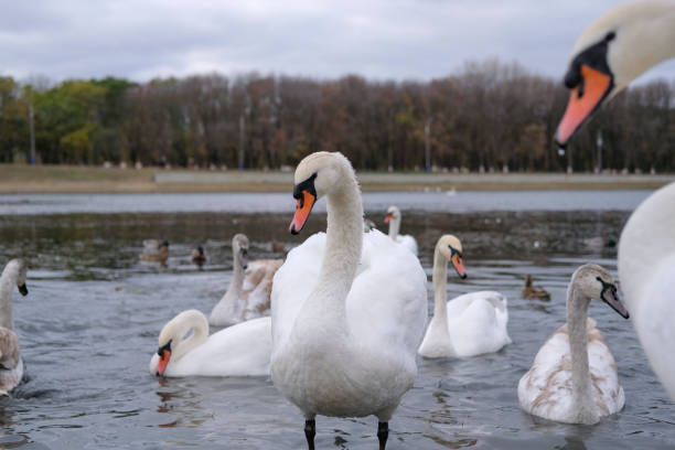 istock white swans in their natural habitat 1285645298