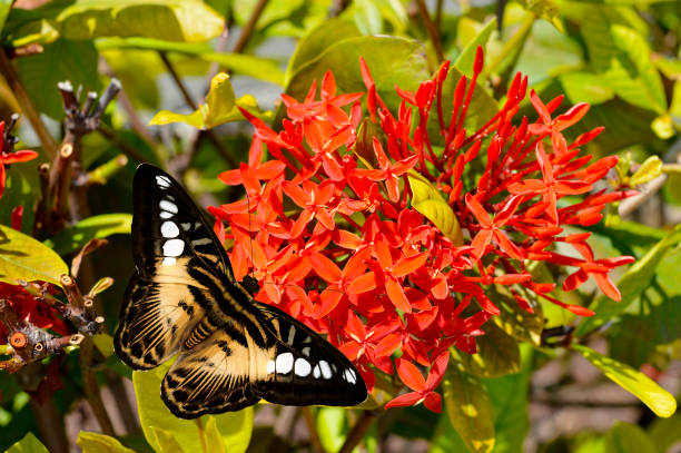 istock Egyptian star cluster, Pentas lanceolata 1285645876