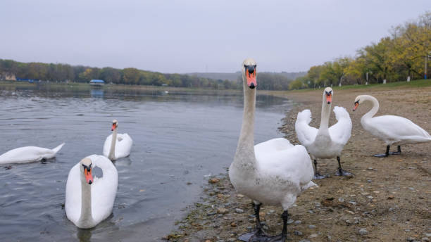istock white swans in their natural habitat 1285645997