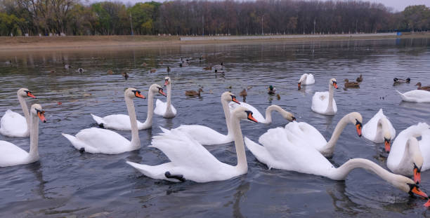 istock white swans in their natural habitat 1285646011